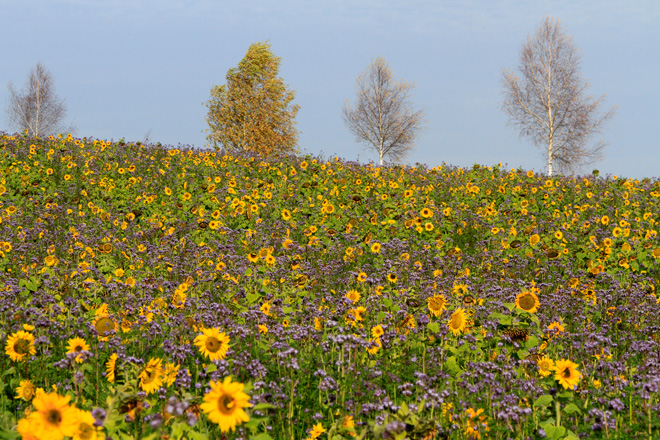 Sonnenblumen Phaceliafelder November in Humlikon