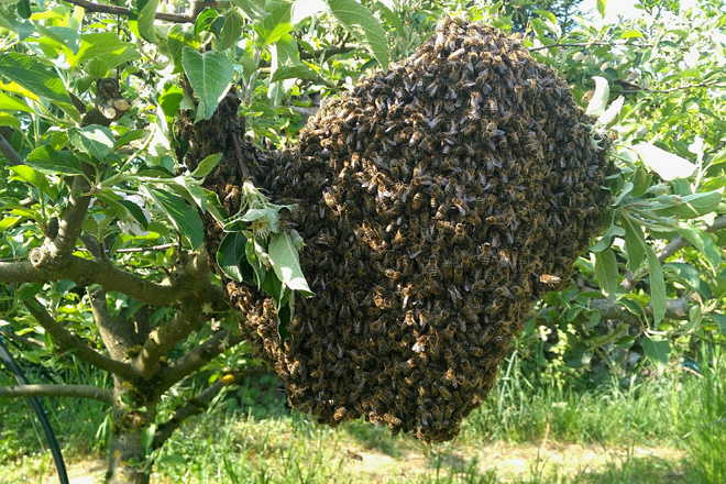 Bienenschwarm hängt an einem Apfelbäumchen.