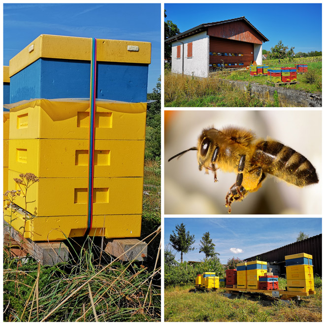 Nach Abschluss der Sommerbehandlung gegen die Varroamilbe werden die Bienenvölker mit Zuckersirup aufgefühttert.