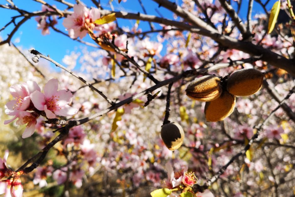Oft finden sich neben Blüten auch Früchte des Vorjahres am Baum.