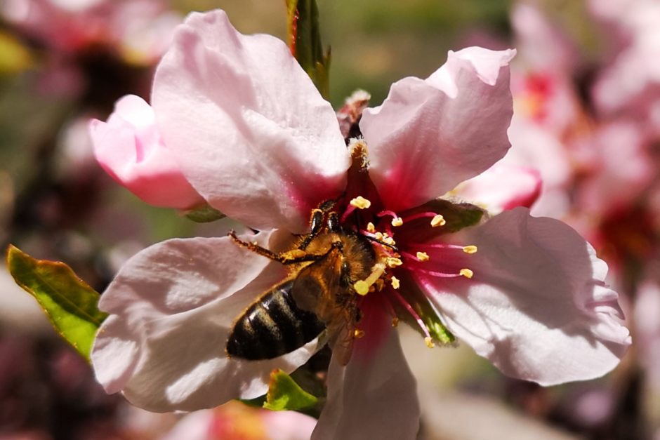 Honigbiene labt sich am Nektar der Mandelblüte.