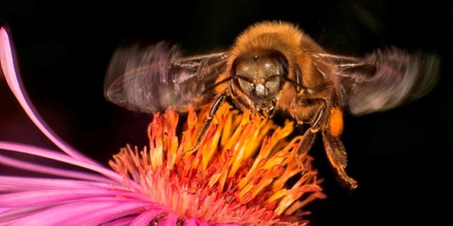 Der Slowenische Imkerbund (SBA) lädt zu einem Internationalen Fotowettbewerb rund ums Thema Bienen. Einsendeschluss ist der 5. Februar 2019.