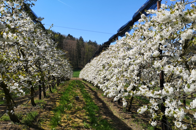Kirschbaumkultur in voller Blüte.