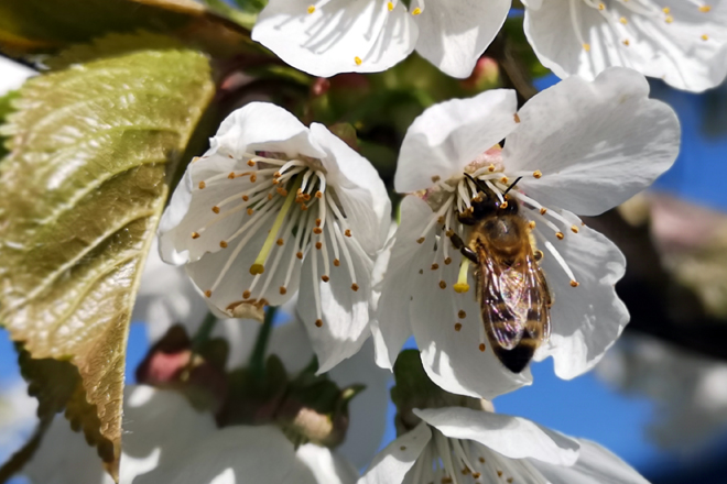 Honigbiene sammelt an einer Kirschblüte Nektar.