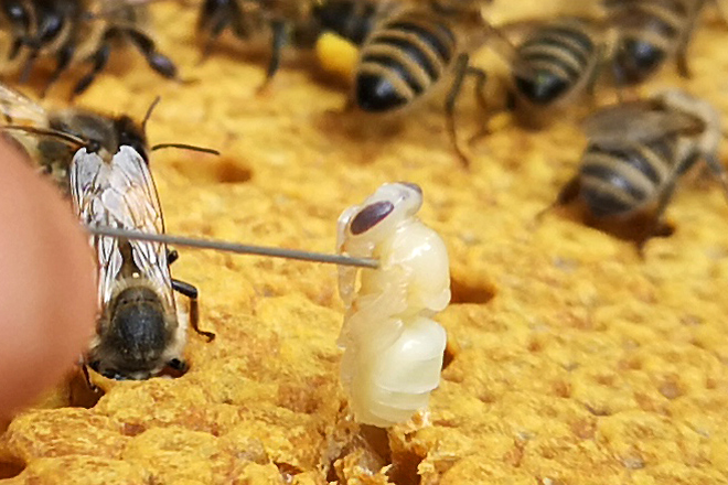 Mit dem sog. Nadeltest wird ein Bienenvolk auf seine Bruthygiene geprüft. Die Bruthygiene gilt als ein grundlegender Schutzmechanismus gegenüber Brutkrankheiten und -störungen. Züchter verbinden grosse Erwartungen mit der Berücksichtigung dieses Merkmals bei der Selektion im Hinblick auf die Bekämpfung der Varroamilbe.