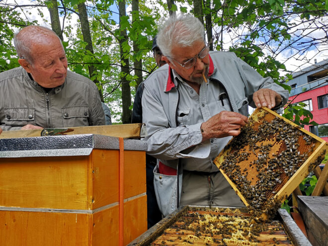 Franz Hodel, ein gestandener und verdienter Sklenarzüchter, bei der Beurteilung von Sanftmut und Wabensitz eines Bienenvolkes.