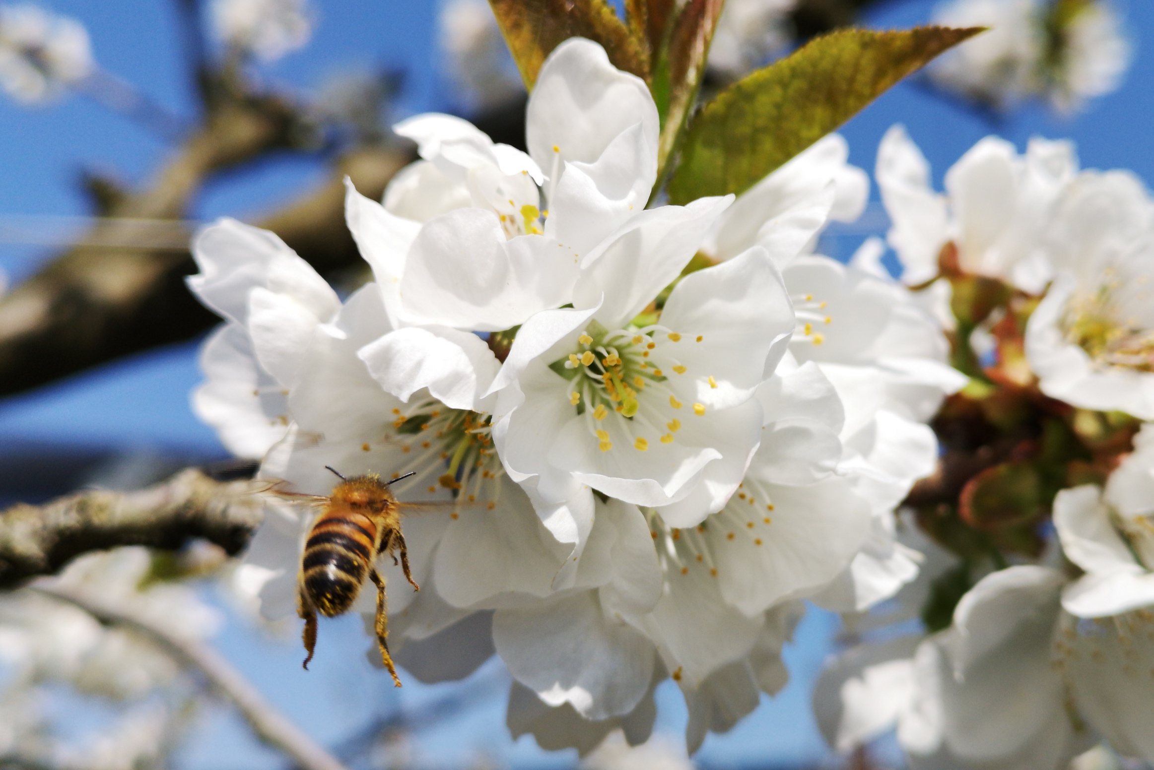 Honigbiene im Anflug einer Kirschblüte