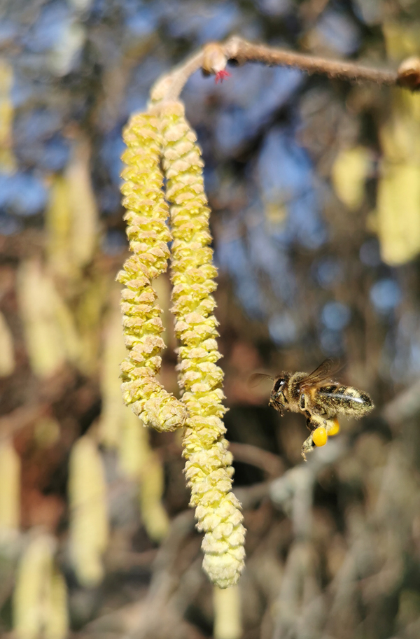 5. Februar 2021: Pollensammlerin beim Anflug eines Haselstrauchs
