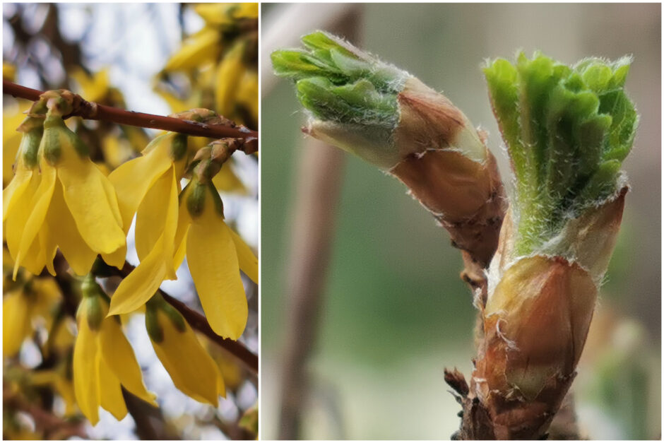 Zeigerpflanzen des Erstfrühlings: Forsythie (links) und Blattaustrieb der Stachelbeere (rechts)