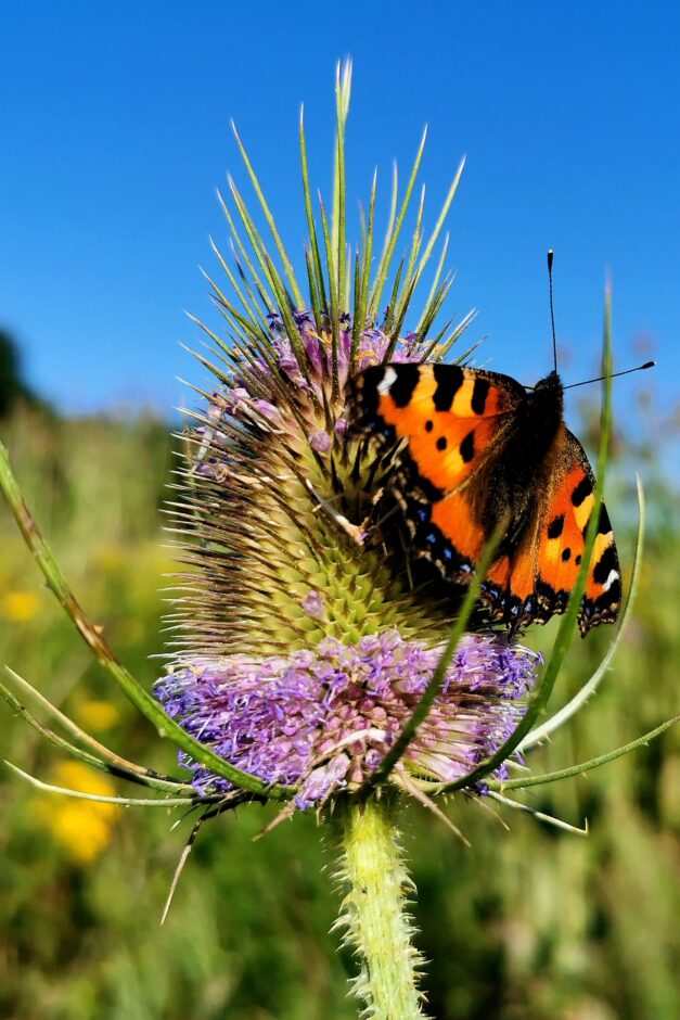 6. August 2021: Wilde Karden bieten langrüssligen Insekten – Hummeln, Schmetterlingen und Faltern – ein willkommenes Nektarangebot.