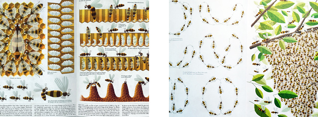 Bildtafeln: Bienenkönigin und Fortpflanzung, Bienentänze und Schwarm