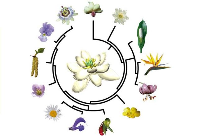 Die ForscherInnen haben auch rekonstruiert, wie die Blüten an allen anderen Schlüsselstellen im evolutiven Stammbaum der Blütenpflanzen ausgesehen haben.