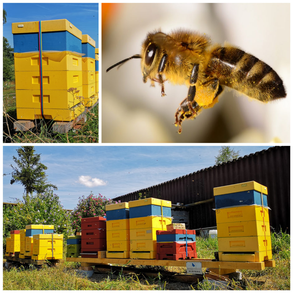 Nach Abschluss der Sommerbehandlung gegen die Varroamilbe werden die Biene Völker mit Zuckersirup aufgeführtert.