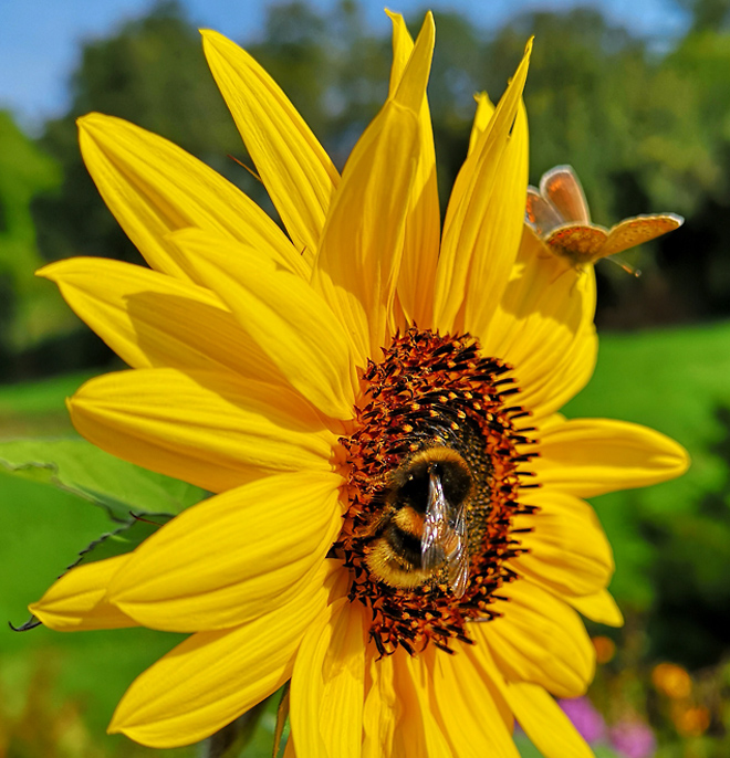 Reger Flugverkehr auf Sonnenblume: Neben eines Gemeinen Bläulings (i, Hintergrund) wird die Sonnenblume auch von einer Erdhummel (Bildmitte) besucht.