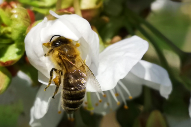 Biene sammelt Pollen und Nektar an einer Kirschblüte.