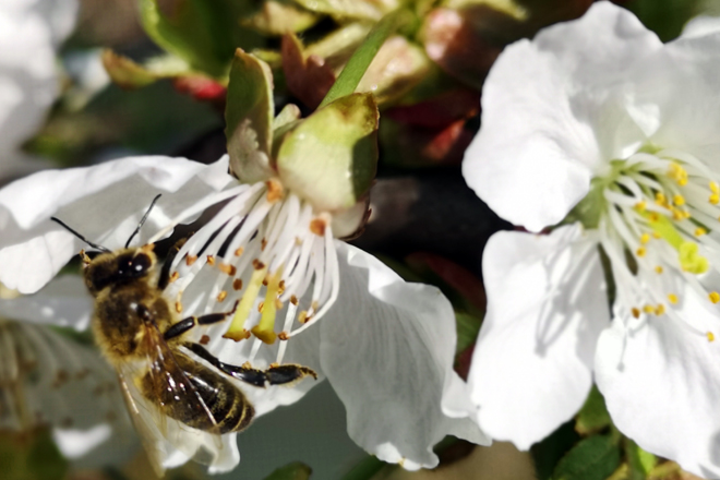 Biene sammelt Nektar an einer Kirschblüte.